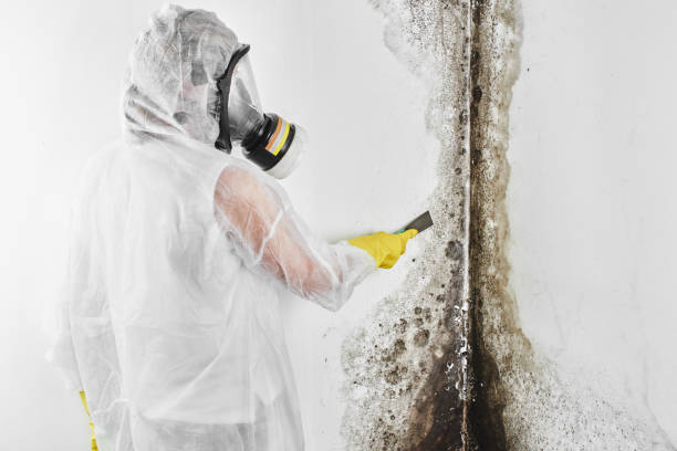 Best Post-Flood Mold Remediation in Cedaredge, CO