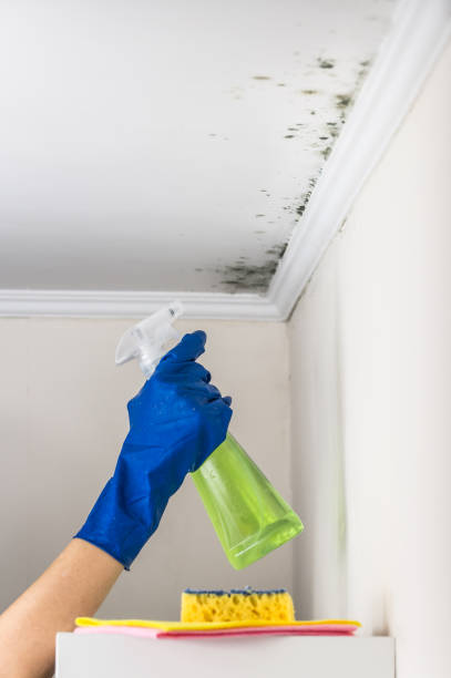 Best Bathroom Mold Remediation in Cedaredge, CO